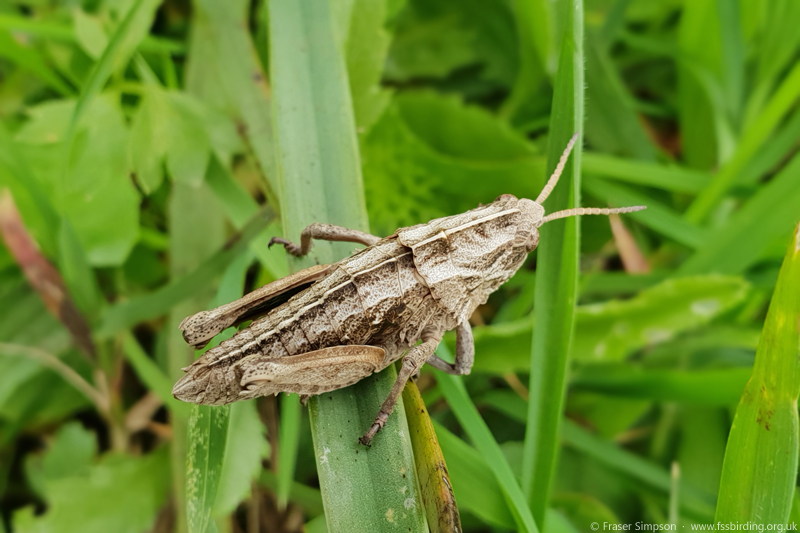 Earthling Stone Grasshopper (Euryparyphes terrulentus), Valle de Ojén © Fraser Simpson