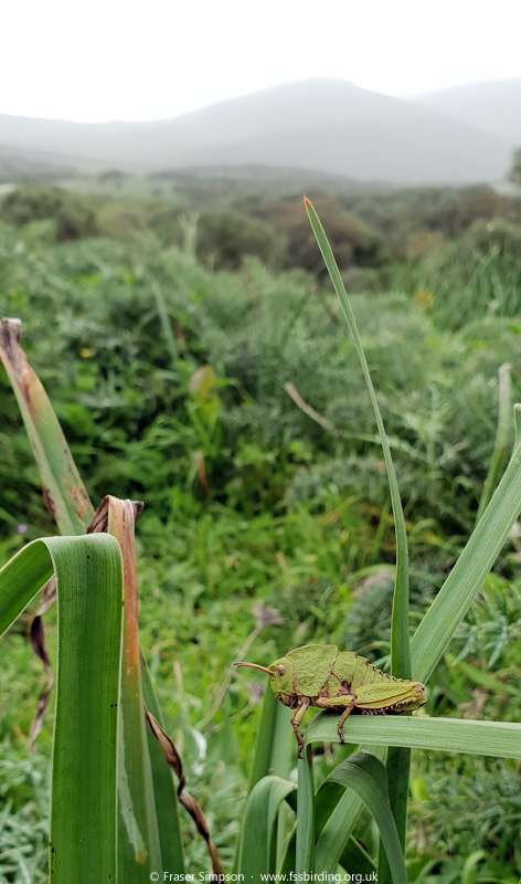 Earthling Stone Grasshopper (Euryparyphes terrulentus), Valle de Ojén © Fraser Simpson