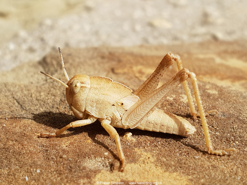 Earthling Stone Grasshopper (Euryparyphes terrulentus), Valle de Ojén © Fraser Simpson