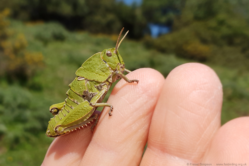 Earthling Stone Grasshopper (Euryparyphes terrulentus)  Fraser Simpson