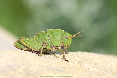 Earthling Stone Grasshopper (Euryparyphes terrulentus)  Fraser Simpson
