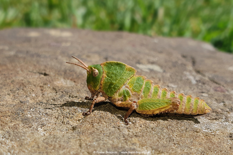 Earthling Stone Grasshopper (Euryparyphes terrulentus), Valle de Oj�n � Fraser Simpson