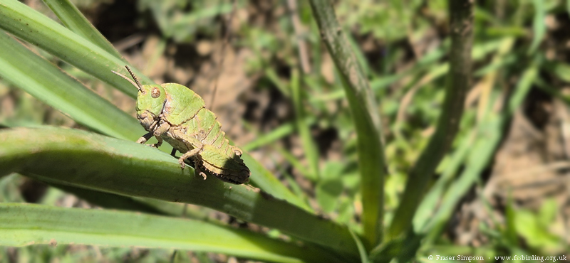 Earthling Stone Grasshopper (Euryparyphes terrulentus), Valle de Oj�n, Parque Natural de los Alcornocales, Spain � Fraser Simpson