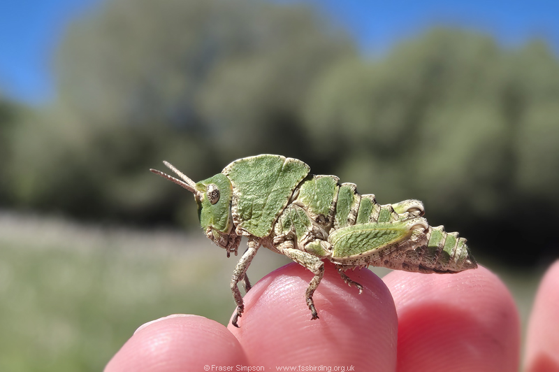 Earthling Stone Grasshopper (Euryparyphes terrulentus), Valle de Oj�n, Parque Natural de los Alcornocales, Spain � Fraser Simpson
