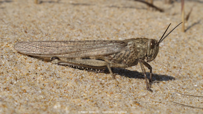 Egyptian Grasshopper (Anacridium aegyptium) � Fraser Simpson