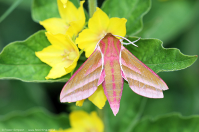 Elephant Hawk-moth (Deilephila elpenor)  Fraser Simpson