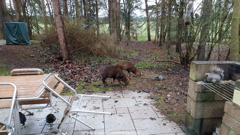 View from our lodge, Elveden Forest � Fraser Simpson 