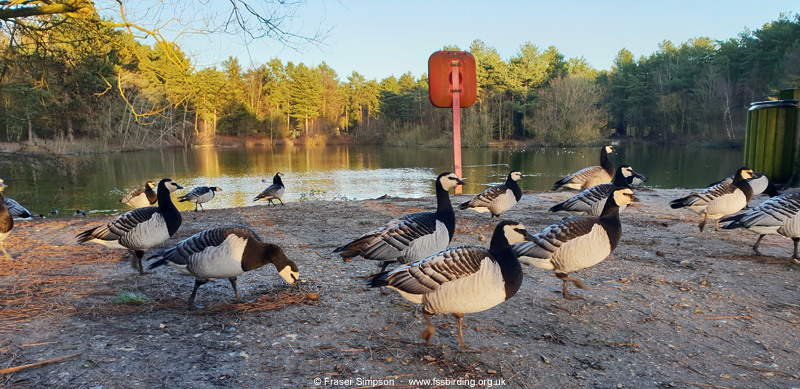 Feral Barnacle Geese at the NE lake in Maple zone, Elveden Forest � Fraser Simpson 
