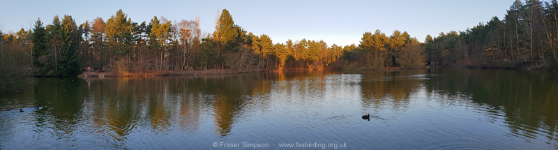 Feral Barnacle Geese at the NE lake in Maple zone, Elveden Forest � Fraser Simpson 
