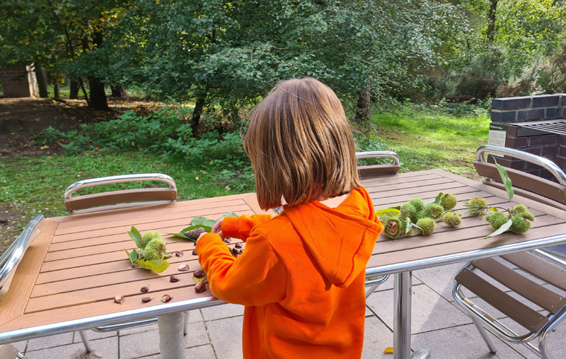 Examining Sweet Chestnuts, Center Parcs, Elveden Forest  Fraser Simpson 