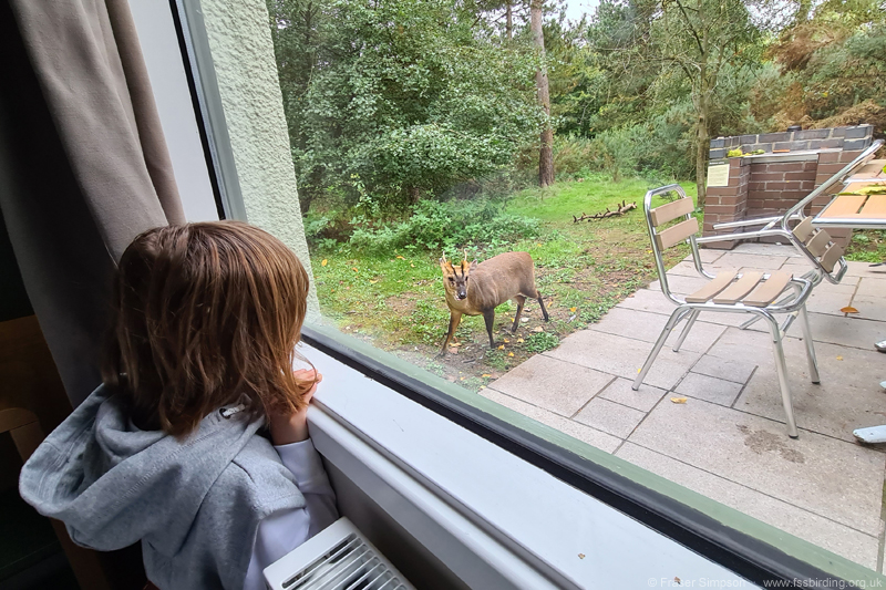 Wildlife observation from our lodge, Elveden Forest  Fraser Simpson 