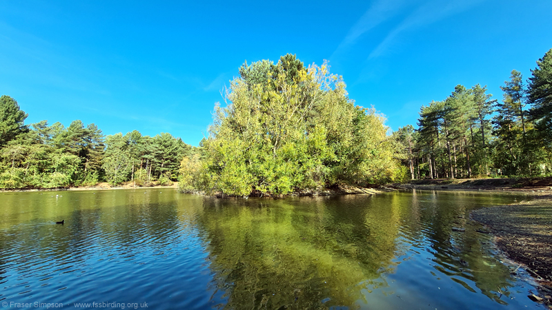Feral Barnacle Geese at the NE lake in Maple zone, Elveden Forest  Fraser Simpson 
