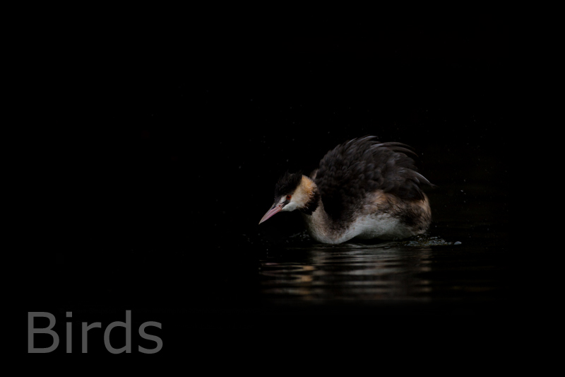 Center Parcs, Elveden Forest, Suffolk  Fraser Simpson 