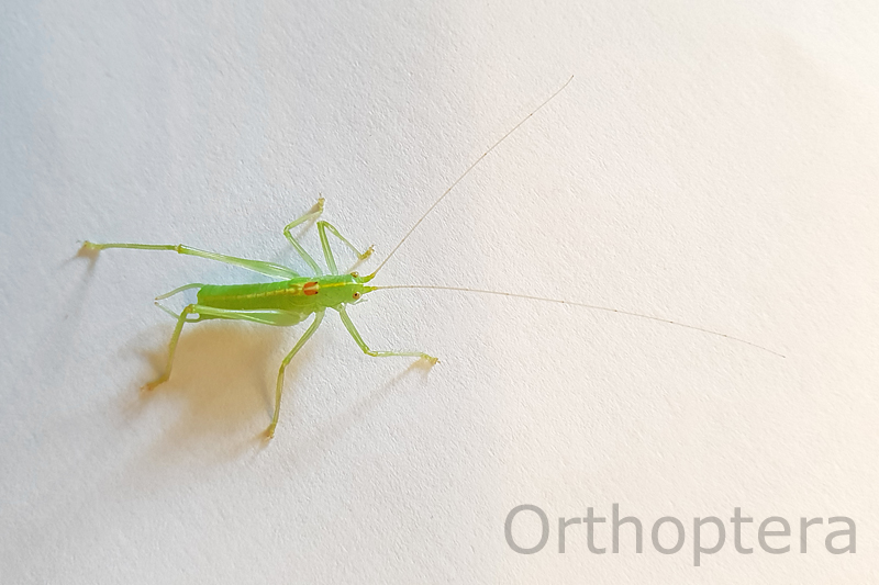 Southern Oak Bush-cricket (Meconema meridionale)  Fraser Simpson 