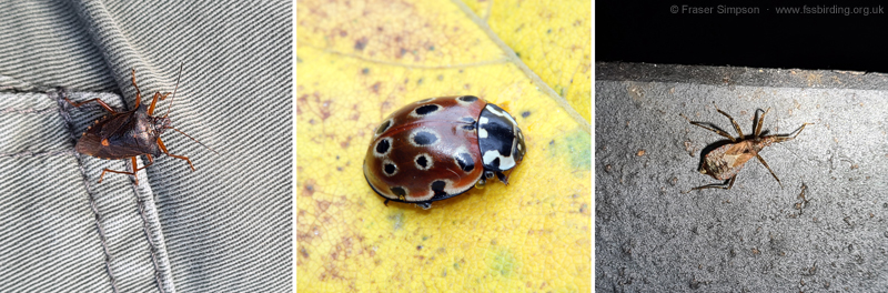 Elveden Forest © Fraser Simpson