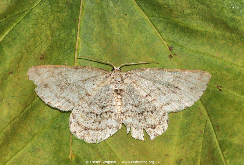 The Engrailed�(Ectropis crepuscularia) � Fraser Simpson