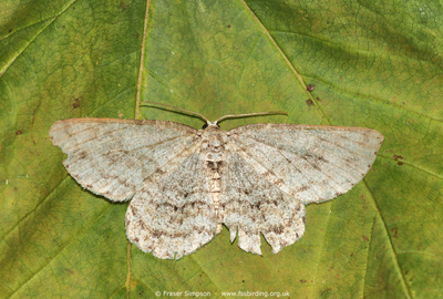 The Engrailed�(Ectropis crepuscularia) � Fraser Simpson