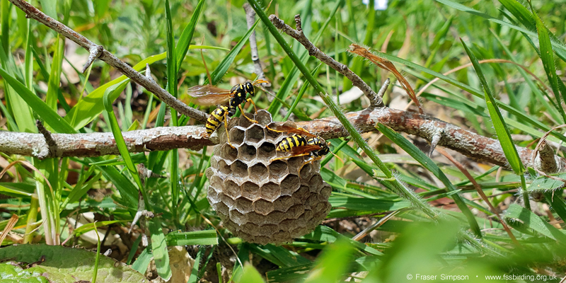 European Paper Wasp (Polistes dominula), Valle de Oj�n � Fraser Simpson