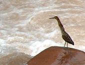 Fasciated Tiger-heron