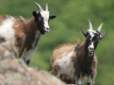  � 2004, Fraser Simpson