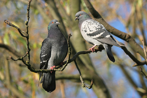 Feral Pigeons 2005 Fraser Simpson