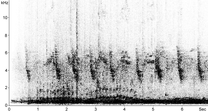 Sonogram of Feral Pigeon calls