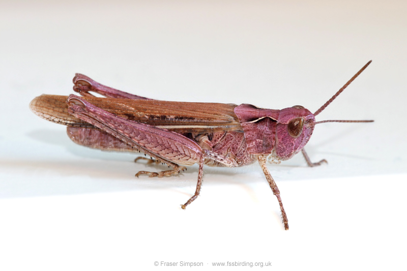 pink form of Field Grasshopper (Chorthippus brunneus) � Fraser Simpson