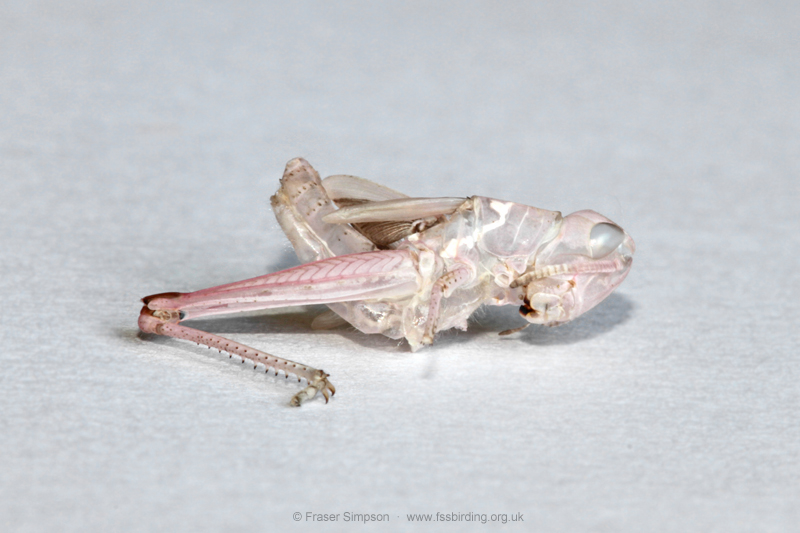 exuviae of pink form of Field Grasshopper (Chorthippus brunneus) � Fraser Simpson