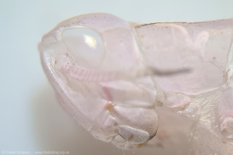 detail of exuviae of pink form of Field Grasshopper (Chorthippus brunneus) � Fraser Simpson