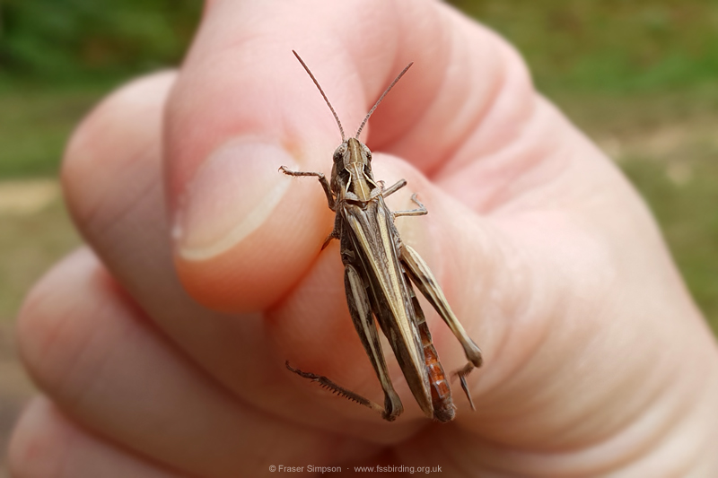 Field Grasshopper (Chorthippus brunneus) � Fraser Simpson