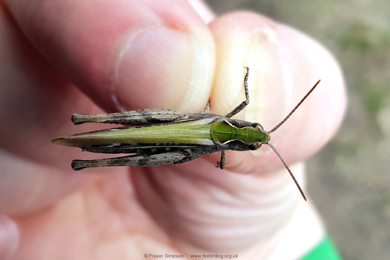Field Grasshopper (Chorthippus brunneus) � Fraser Simpson