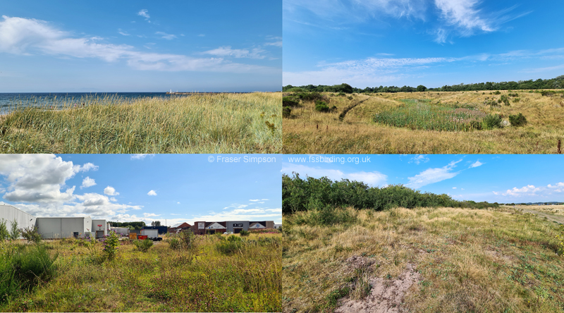Field Grasshopper habitats in Ayrshire � Fraser Simpson