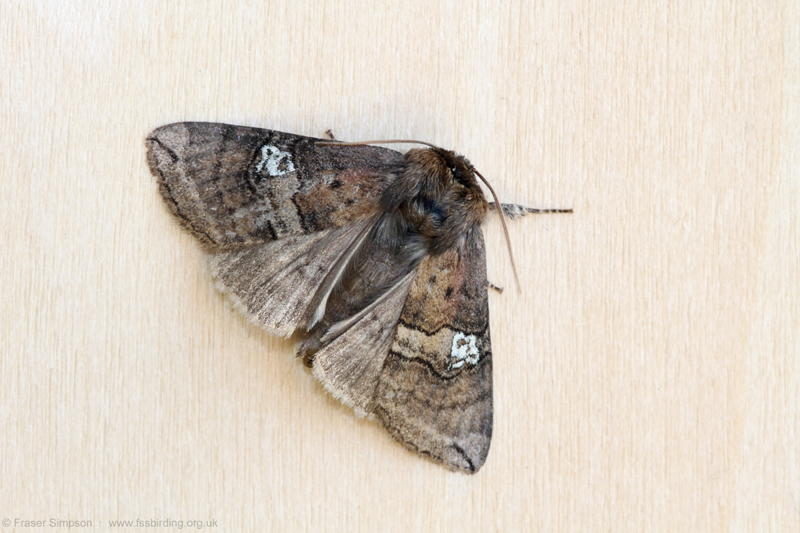 Figure of Eighty�(Tethea ocularis) � Fraser Simpson