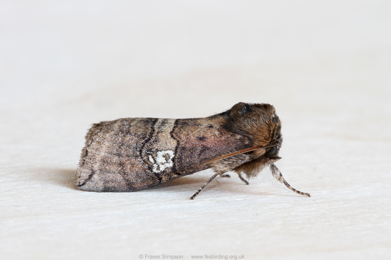 Figure of Eighty�(Tethea ocularis) � Fraser Simpson