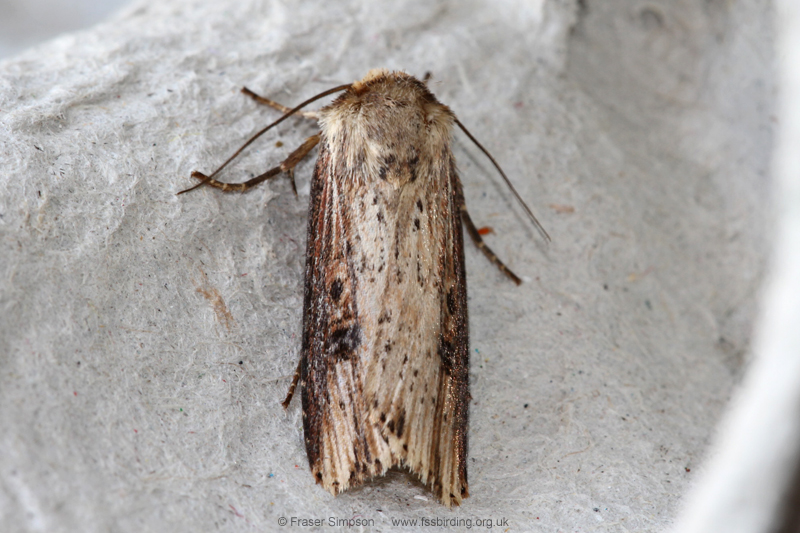 Flame (Axylia putris) � Fraser Simpson