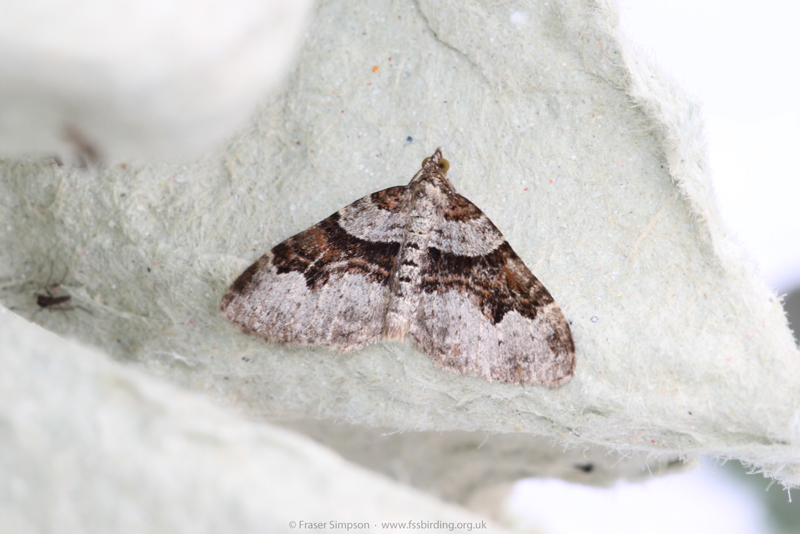 Flame Carpet (Xanthorhoe designata) � Fraser Simpson