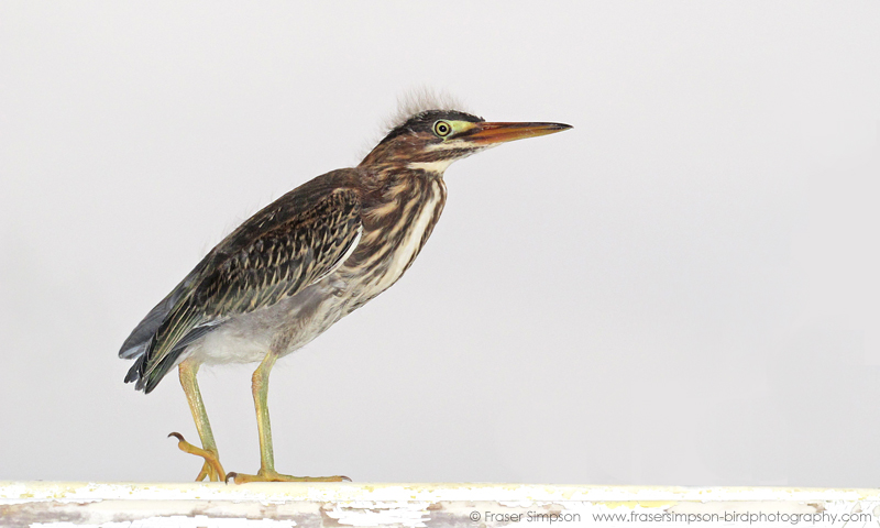 Green Heron (Butorides virescens) � Fraser Simpson 2012