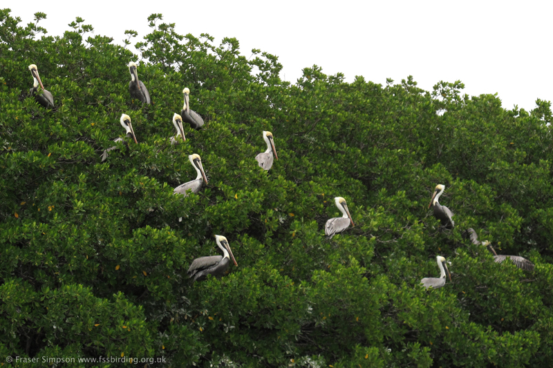 Brown Pelicans (Pelecanus occidentalis) on Venture Key � Fraser Simpson 2014