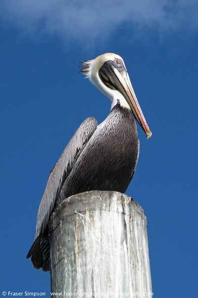 Brown Pelican (Pelecanus occidentalis) � Fraser Simpson 2014