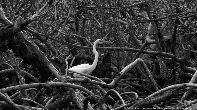 Great White Heron (Ardea herodias) � Fraser Simpson 2014