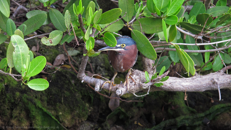 Green Heron (Butorides virescens) � Fraser Simpson 2014