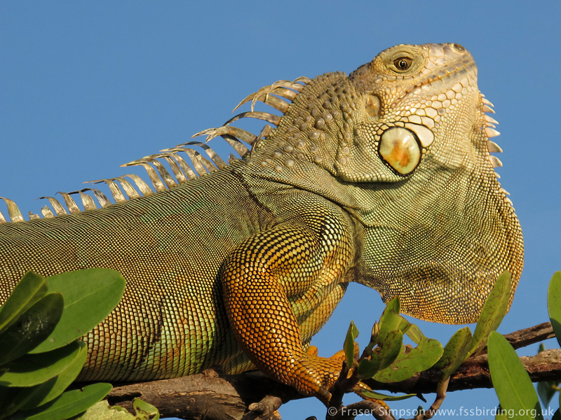 Green Iguana (Iguana iguana) � Fraser Simpson 2014