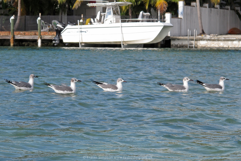 Laughing Gulls  (Larus atricilla) � Fraser Simpson 2014