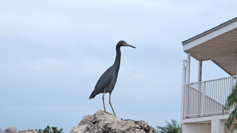 Little Blue Heron (Egretta caerulea) � Fraser Simpson 2014