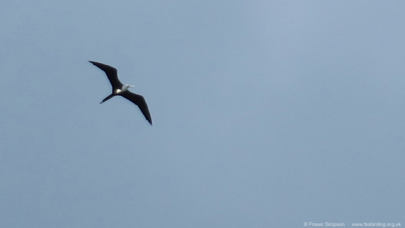 Magnificent Frigatebird (Fregata magnificens) � Fraser Simpson 2014