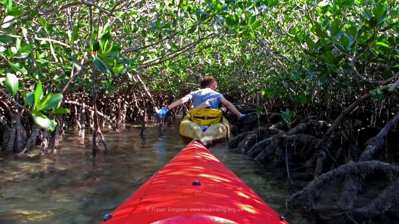 Mangroves, LowerSugarloaf Key, � Fraser Simpson 2014