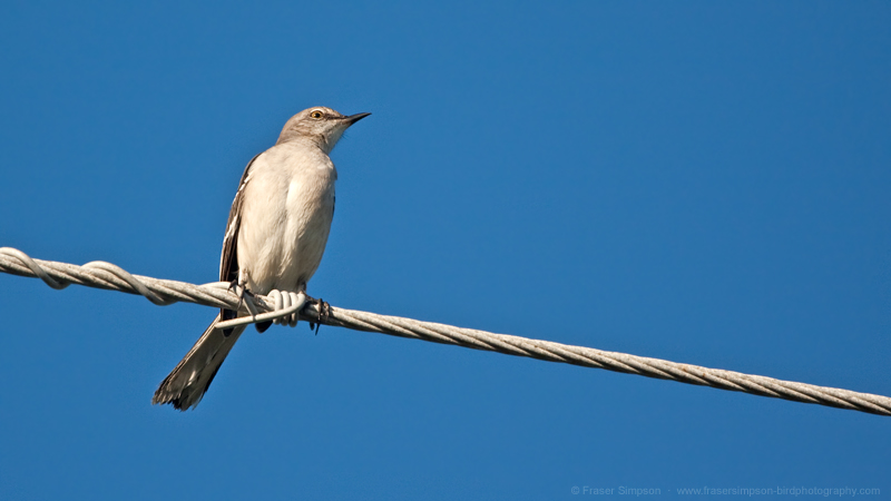 Northern Mockingbird (Mimus polyglottos) � Fraser Simpson 2014