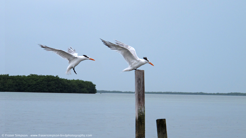 Royal Tern (Sterna maxima) � Fraser Simpson 2014