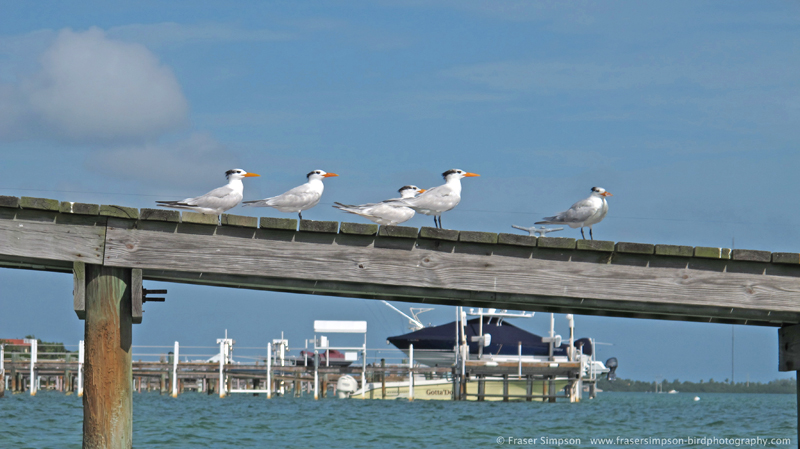 Royal Tern (Sterna maxima) � Fraser Simpson 2014