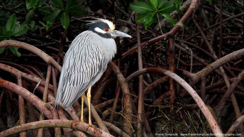 Yellow-crowned Night-Heron (Nyctanassa violacea) � Fraser Simpson 2014